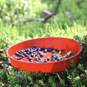 Blueberry Plastic Screen Red Fruit Cleaner